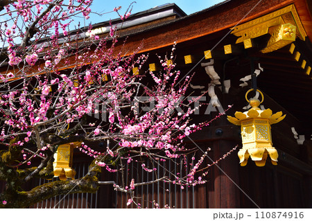 早春　梅　北野天満宮 110874916