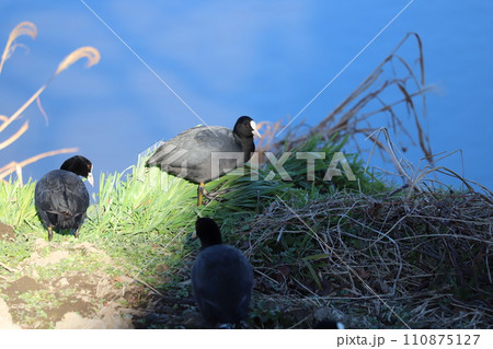 冬の埼玉県蓮田市付近を流れる元荒川の河川敷で憩うオオバンの群れ 110875127