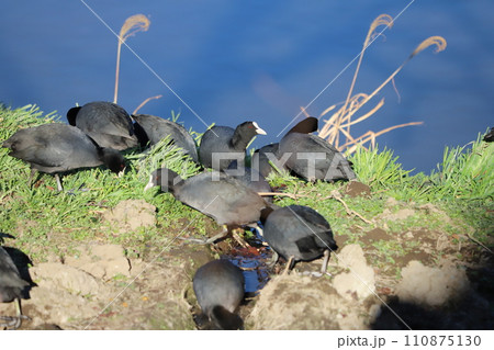 冬の埼玉県蓮田市付近を流れる元荒川の河川敷で憩うオオバンの群れ 110875130