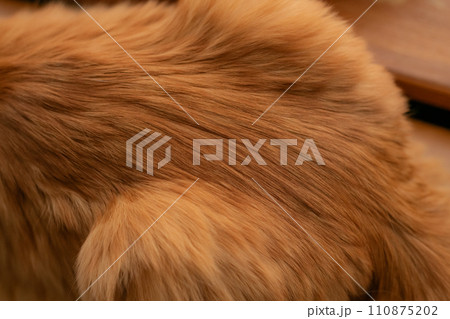 猫の毛並み 茶トラ猫 猫の毛並み 茶トラ猫 110875202
