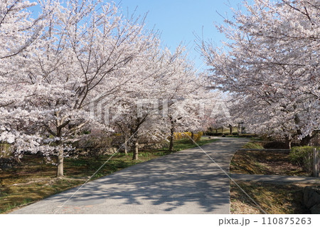 八戸公園　満開の桜 110875263