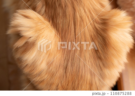 猫の毛並み 茶トラ猫 猫の毛並み 茶トラ猫 110875288