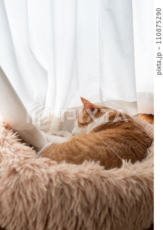 眠る猫　茶トラ白 110875290