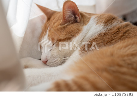眠る猫　茶トラ白 110875292