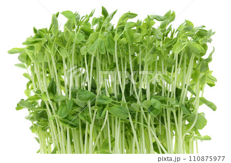 豆苗 110875977
