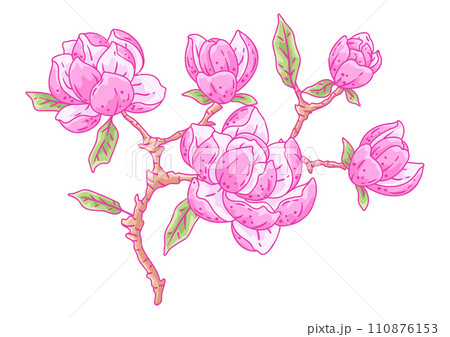 Illustration of magnolia branch. Beautiful decorative plant. 110876153