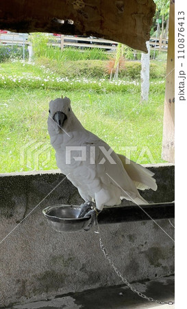 The White Cockatoo in conservation The White Cockatoo in conservation 110876413
