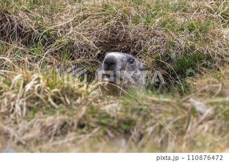 Alpine marmot (Marmota marmota) Alpine marmot (Marmota marmota) 110876472