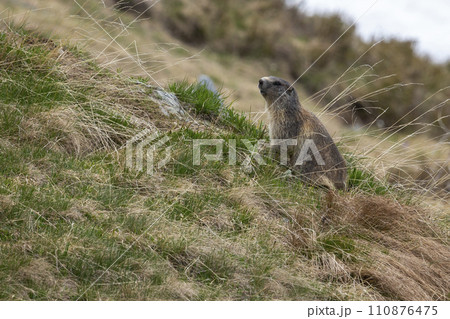 Alpine marmot (Marmota marmota) Alpine marmot (Marmota marmota) 110876475