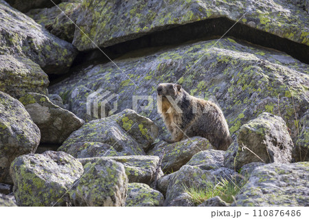 Alpine marmot (Marmota marmota) at Binntal Nature Park (Valais, Switzerland) Alpine marmot (Marmota marmota) at Binntal Nature Park (Valais, Switzerland) 110876486