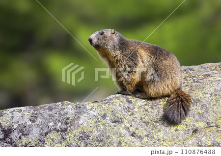 Alpine marmot (Marmota marmota) at Binntal Nature Park (Valais, Switzerland) Alpine marmot (Marmota marmota) at Binntal Nature Park (Valais, Switzerland) 110876488