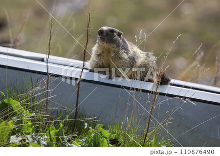 Alpine marmot (Marmota marmota) at Binntal Nature Park (Valais, Switzerland) Alpine marmot (Marmota marmota) at Binntal Nature Park (Valais, Switzerland) 110876490
