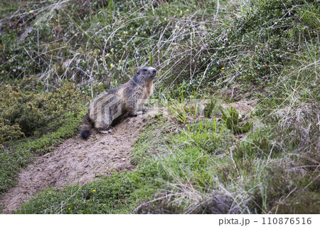 Alpine marmot (Marmota marmota) at Binntal Nature Park (Valais, Switzerland) 110876516