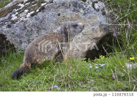 Alpine marmot (Marmota marmota) at Binntal Nature Park (Valais, Switzerland) Alpine marmot (Marmota marmota) at Binntal Nature Park (Valais, Switzerland) 110876518