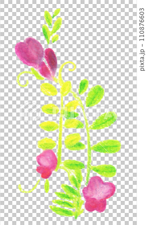 カラスノエンドウ（烏野豌豆）の手描きイラスト 110876603