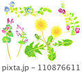 春の草花の手描きイラストセット タンポポ、オオイヌノフグリ、ホトケノザ、カラスノエンドウ 110876611
