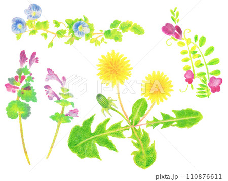 春の草花の手描きイラストセット タンポポ、オオイヌノフグリ、ホトケノザ、カラスノエンドウ 春の草花の手描きイラストセット タンポポ、オオイヌノフグリ、ホトケノザ、カラスノエンドウ 110876611