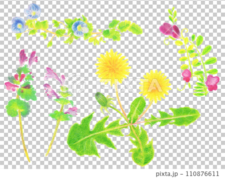 春の草花の手描きイラストセット タンポポ、オオイヌノフグリ、ホトケノザ、カラスノエンドウ 春の草花の手描きイラストセット タンポポ、オオイヌノフグリ、ホトケノザ、カラスノエンドウ 110876611