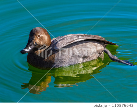 池を泳ぐオナガガモ 110876642