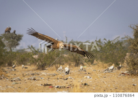 gyps fulvus or griffon vulture or eurasian griffon in flight with full wingspan at dumping yard of jorbeer conservation reserve bikaner rajasthan india asia 110876864