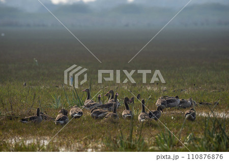 Greylag goose or Anser anser flock of birds or family group in open grass field and wetland of keoladeo national park or bharatpur bird sanctuary rajasthan india 110876876