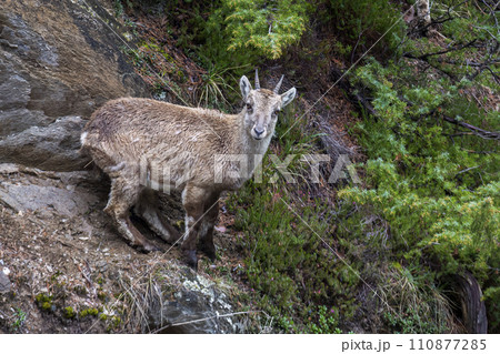Juvenile Alpine ibex (Capra ibex) at Binntal valley Juvenile Alpine ibex (Capra ibex) at Binntal valley 110877285
