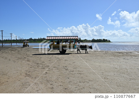 西表島 水牛車の風景 西表島 水牛車の風景 110877667