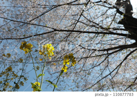 下から見上げた菜の花と桜の木 下から見上げた菜の花と桜の木 110877783