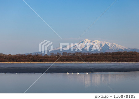 解氷進む涛沸湖の白鳥と残雪の斜里岳 解氷進む涛沸湖の白鳥と残雪の斜里岳 110878185