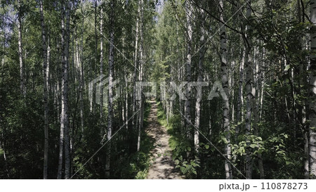 Sun through the trees of a birch grove. Clip. Path through birch grove at summer. Background, nature. Fabulous view of the birch grove through which the path passes Sun through the trees of a birch grove. Clip. Path through birch grove at summer. Background, nature. Fabulous view of the birch grove through which the path passes 110878273