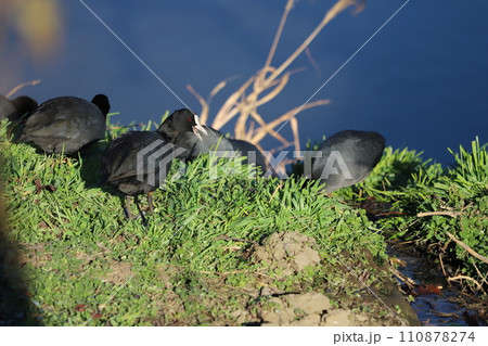 冬の河川敷で休憩するオオバンの群れ 110878274