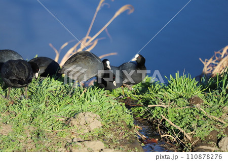 冬の河川敷で休憩するオオバンの群れ 110878276