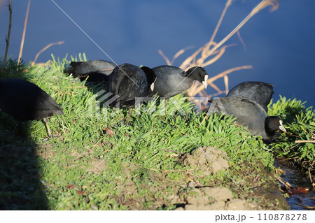 冬の河川敷で休憩するオオバンの群れ 110878278