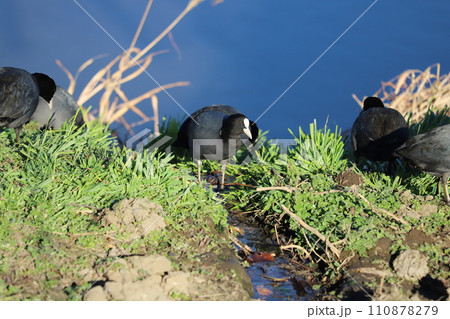 冬の河川敷で休憩するオオバンの群れ 110878279