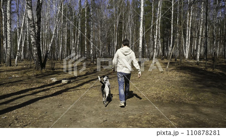 Man walks with dog in autumn park at sunny day. Man walking with a Dalmatian dog, view from the back 110878281