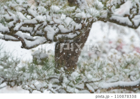 降り注ぐ粉雪と松葉 降り注ぐ粉雪と松葉 110878338