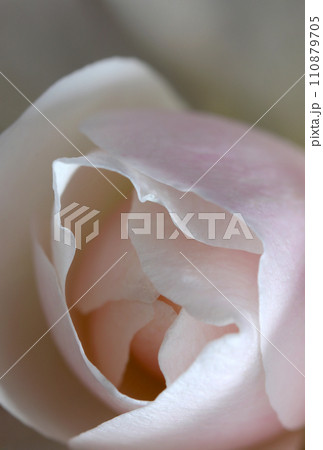 陰影のあるシックなベビーピンク色のバラの花アップ（自然光＆ストロボ・マクロレンズ接写） 110879705