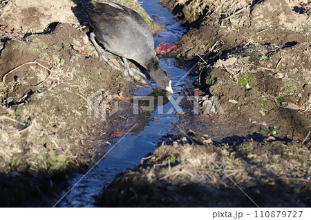 冬の河川敷で湧き水を飲むオオバン 110879727