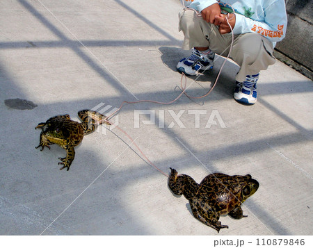 ペットのウシガエル 110879846