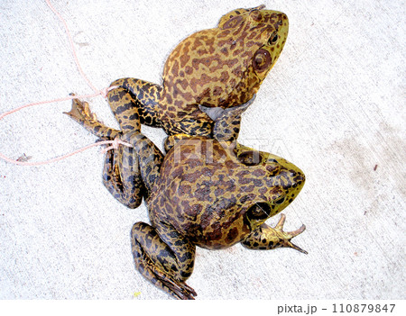 ペットのウシガエル 110879847