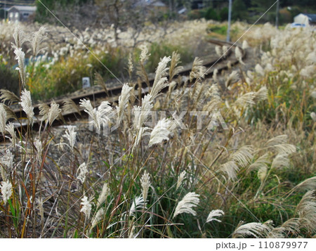 ススキに囲まれた伊勢奥津駅付近の線路 110879977