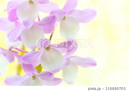デンドロビウム　洋ラン　ハマナレイク　明るい背景 110880703