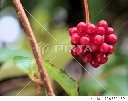 12月に実ったサネカズラの実 110881180