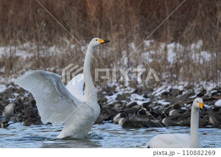 白鳥 110882269