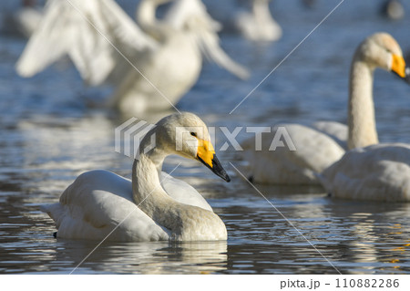 白鳥 白鳥 110882286