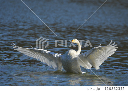 白鳥 白鳥 110882335