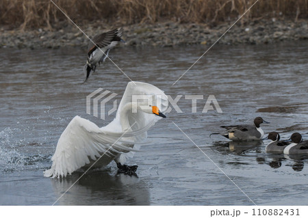 白鳥 白鳥 110882431