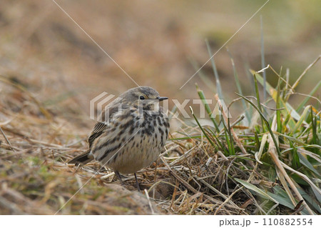 タヒバリ タヒバリ 110882554