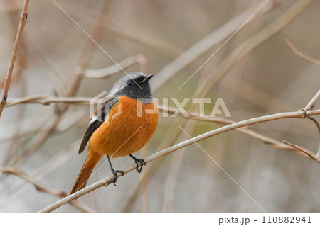 ジョウビタキ ジョウビタキ 110882941