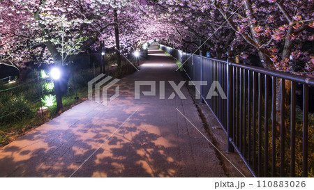 春の河津町 河津川沿いでライトアップされた河津桜のトンネルを歩く【静岡県】 春の河津町 河津川沿いでライトアップされた河津桜のトンネルを歩く【静岡県】 110883026